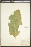 Armoracia rusticana by WV University Herbarium