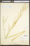 Barbarea verna by WV University Herbarium