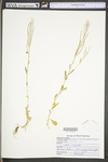 Barbarea verna by WV University Herbarium