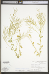 Barbarea vulgaris by WV University Herbarium