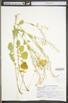 Barbarea vulgaris by WV University Herbarium