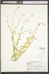 Berteroa incana by WV University Herbarium