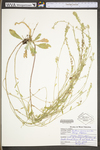 Berteroa incana by WV University Herbarium