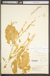 Brassica juncea by WV University Herbarium