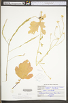 Brassica juncea by WV University Herbarium