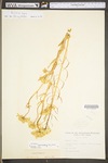 Brassica napus by WV University Herbarium