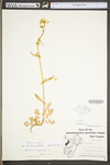 Brassica napus by WV University Herbarium