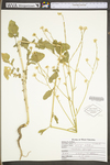 Brassica nigra by WV University Herbarium