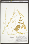 Brassica nigra by WV University Herbarium