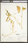Brassica rapa var. rapa by WV University Herbarium