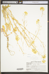 Brassica rapa var. rapa by WV University Herbarium