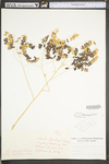 Isatis tinctoria by WV University Herbarium