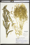 Isatis tinctoria by WV University Herbarium