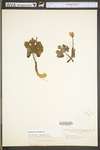 Sanguinaria canadensis by WV University Herbarium