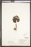 Sanguinaria canadensis by WV University Herbarium