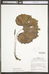 Sanguinaria canadensis by WV University Herbarium