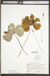 Sanguinaria canadensis by WV University Herbarium