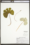 Sanguinaria canadensis by WV University Herbarium