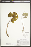 Sanguinaria canadensis by WV University Herbarium