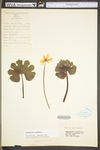 Sanguinaria canadensis by WV University Herbarium