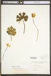 Sanguinaria canadensis by WV University Herbarium