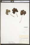 Sanguinaria canadensis by WV University Herbarium