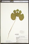Sanguinaria canadensis by WV University Herbarium
