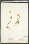 Sanguinaria canadensis by WV University Herbarium