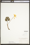 Sanguinaria canadensis by WV University Herbarium