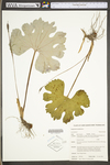 Sanguinaria canadensis by WV University Herbarium