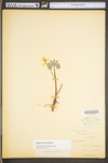 Sanguinaria canadensis by WV University Herbarium