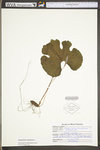 Sanguinaria canadensis by WV University Herbarium