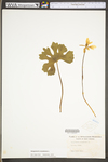 Sanguinaria canadensis by WV University Herbarium