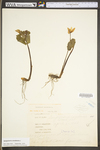 Sanguinaria canadensis by WV University Herbarium