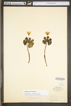 Sanguinaria canadensis by WV University Herbarium