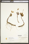 Sanguinaria canadensis by WV University Herbarium