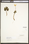 Sanguinaria canadensis by WV University Herbarium