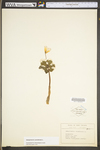 Sanguinaria canadensis by WV University Herbarium