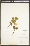 Stylophorum diphyllum by WV University Herbarium