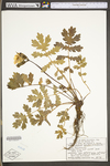 Stylophorum diphyllum by WV University Herbarium