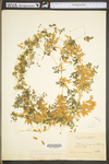Adlumia fungosa by WV University Herbarium