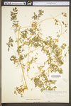 Adlumia fungosa by WV University Herbarium