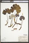 Sanguinaria canadensis by WV University Herbarium