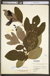 Sassafras albidum by WV University Herbarium