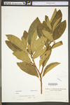 Sassafras albidum by WV University Herbarium