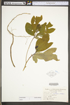 Sassafras albidum by WV University Herbarium