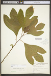 Sassafras albidum by WV University Herbarium