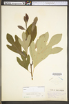 Sassafras albidum by WV University Herbarium