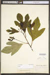 Sassafras albidum by WV University Herbarium