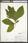 Sassafras albidum by WV University Herbarium